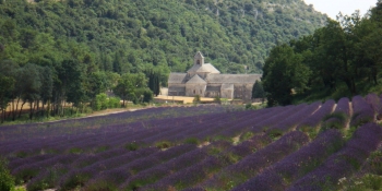 Cyclists will ride by the Senanque Abbey in Gordes, surrounded by lavender