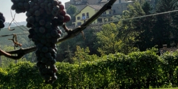 L'itinéraire passe à travers des célèbres vignobles du Piémont