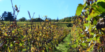The itinerary takes you through the vineyards of Champagne
