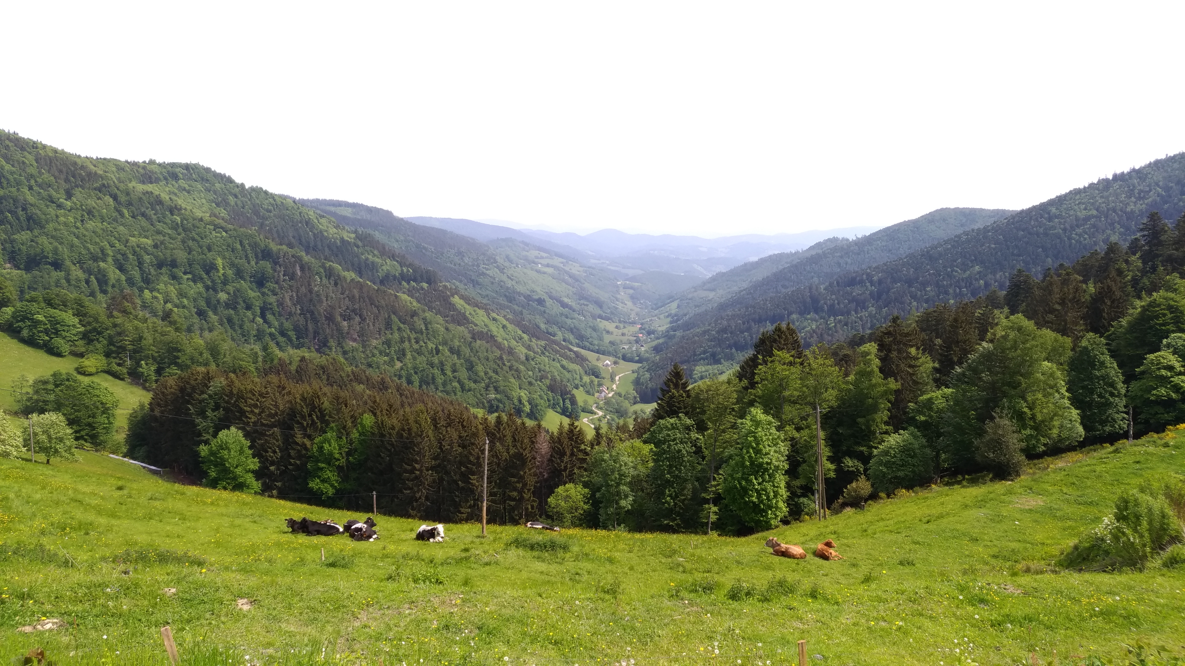 Cows relaxing in the valley