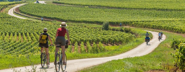 Cycling in the vineyards of Burgundy