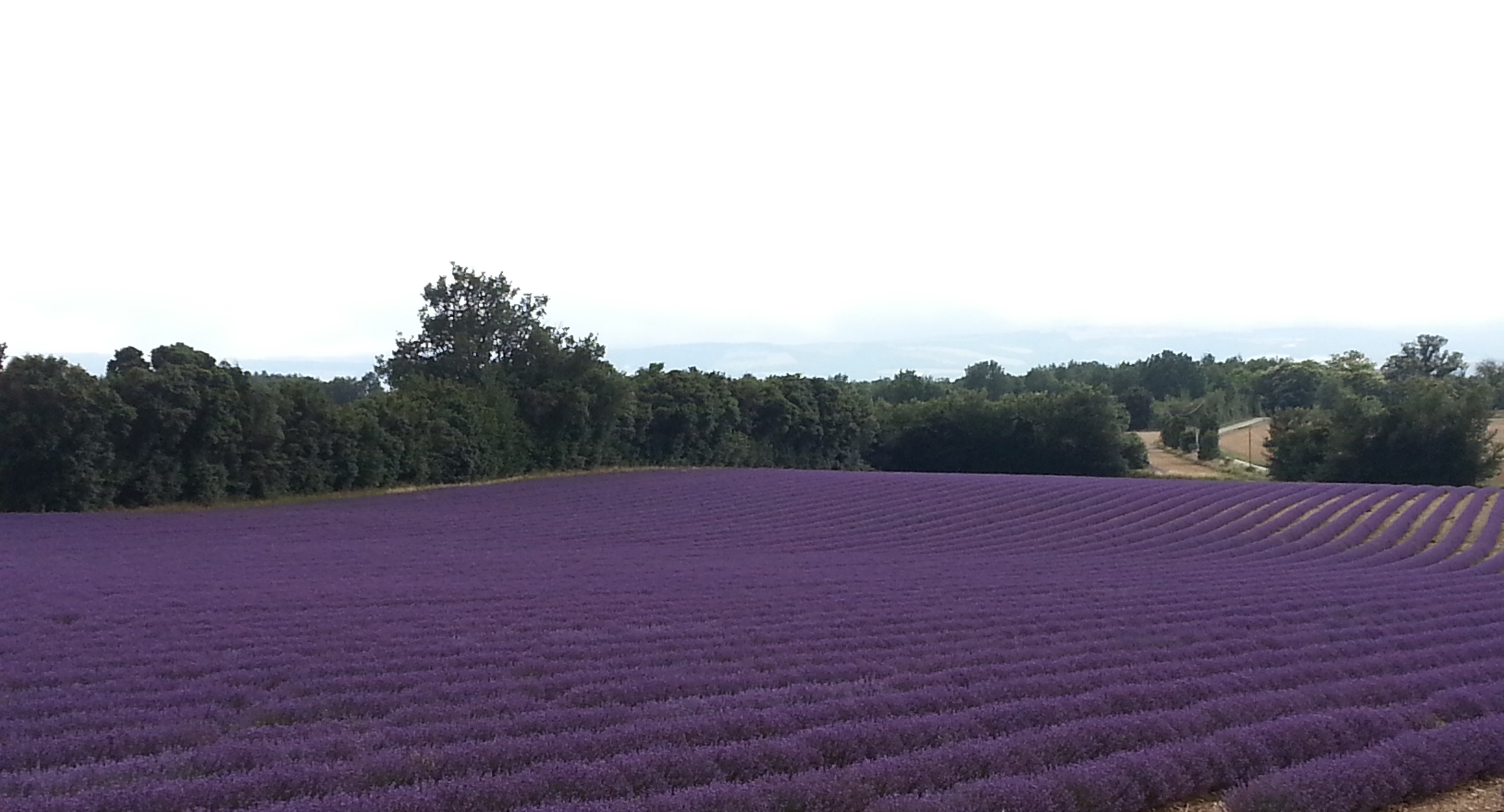 Fields of Lavender