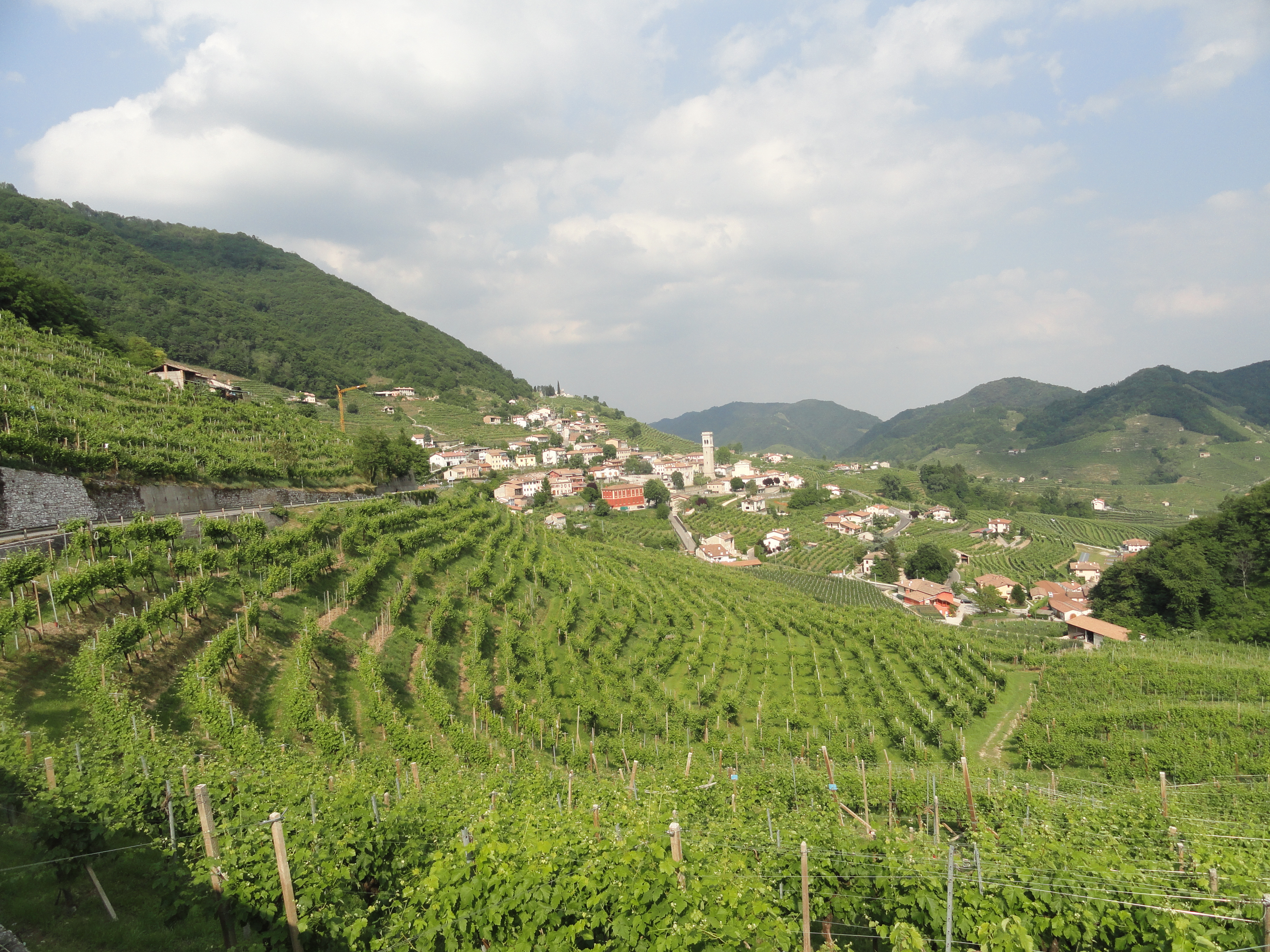 Dolomites vineyards