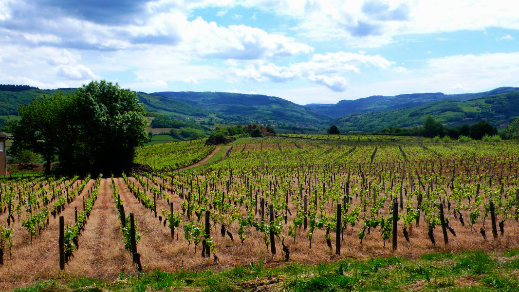 The vineyards of Burgundy
