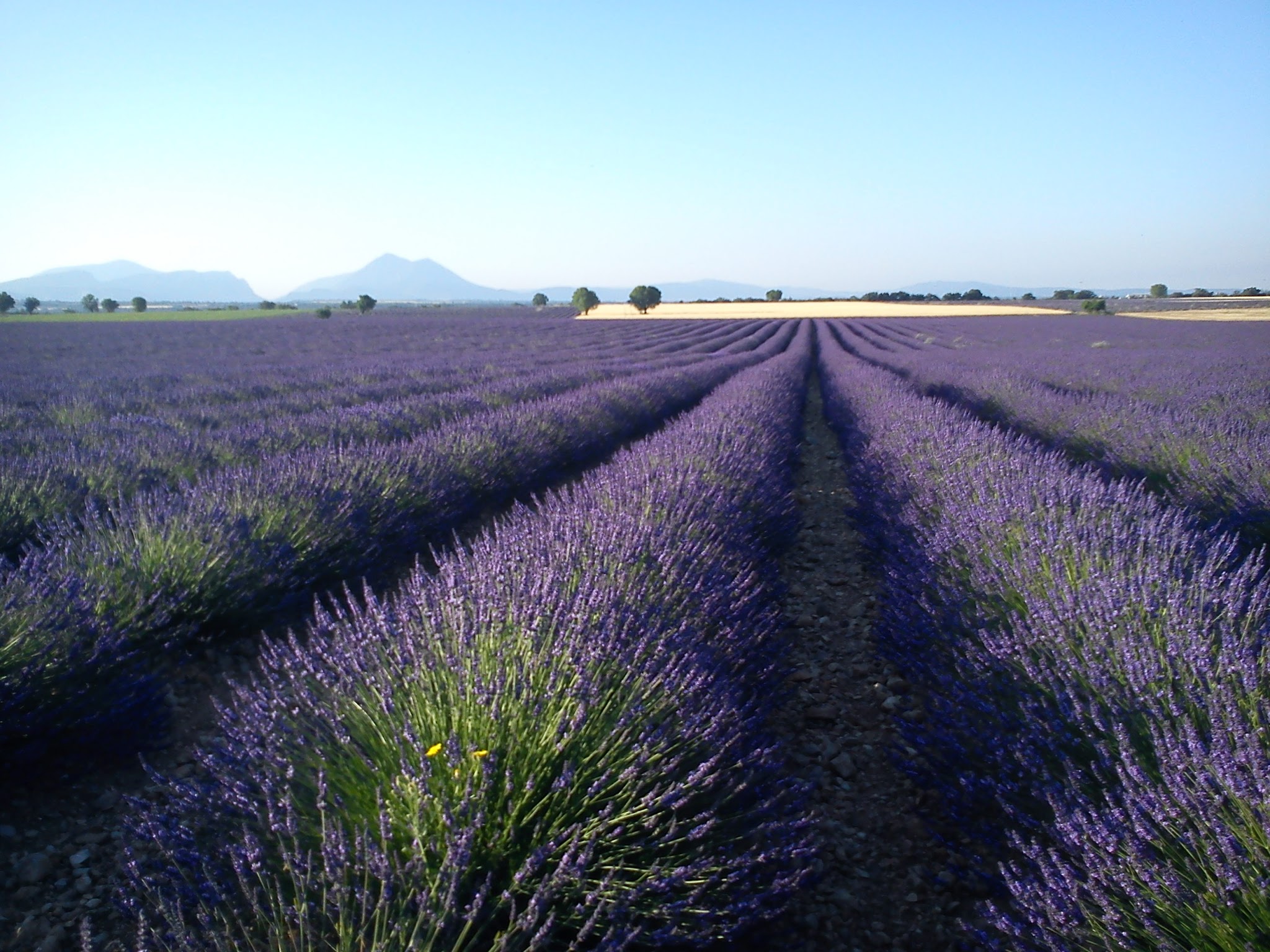 A lavender field in Provence