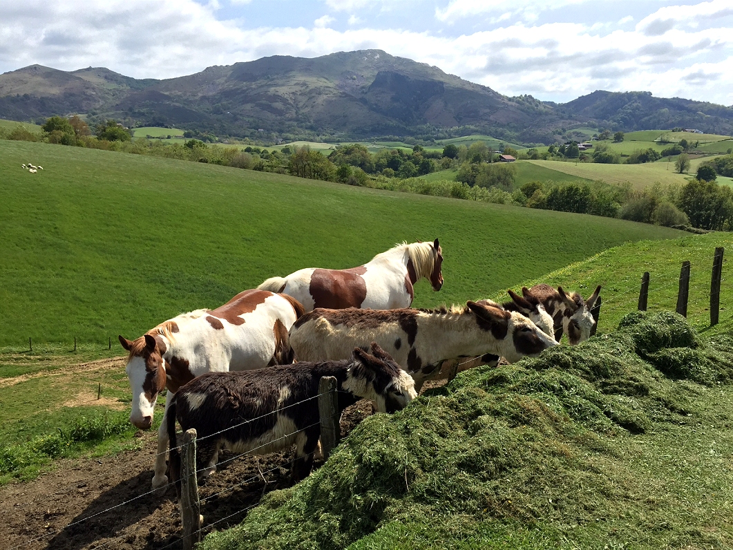 Rolling hills in Basque Country