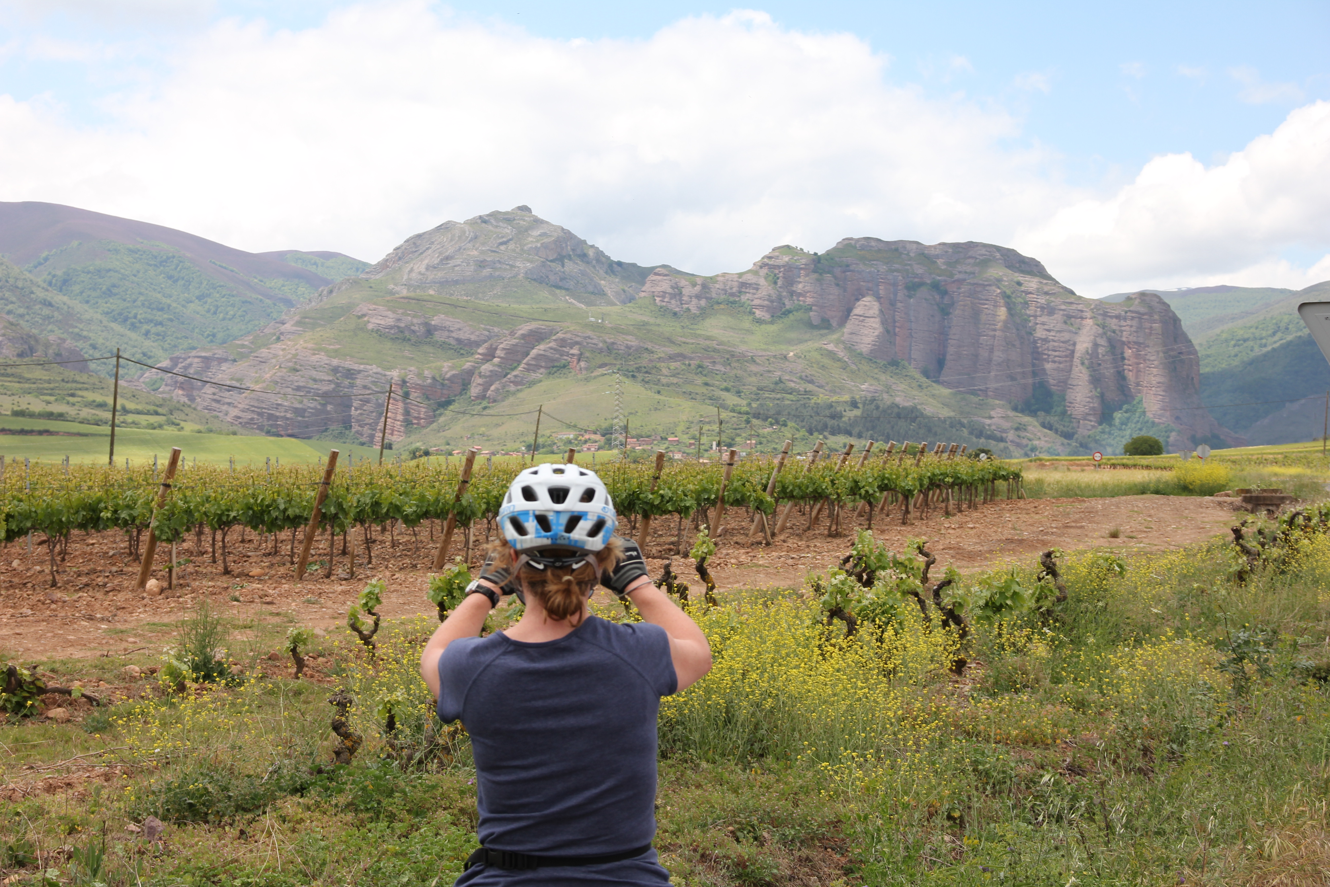 La Rioja's vineyards