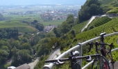 Scenic view of the vineyards of Lavaux