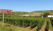 A vélo à travers les vignobles alsaciens