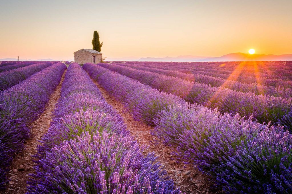 Cycling trips through lavender fields in Provence: Alpilles, Luberon, Verdon