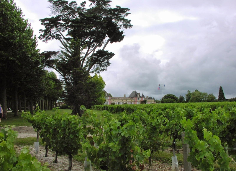 Rouler à travers des vignobles autour de Bordeaux pendant ce voyage à vélo