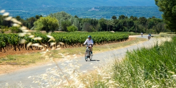 Cycling through Provençal vineyards