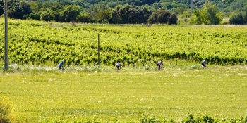 Provence offers an ideal mix of cycling, nature, and gastronomy