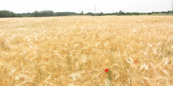 Cycling the Loire Valley countryside