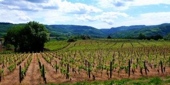 Biking this itinerary will take you to the Burgundian vineyards