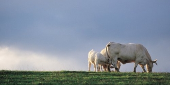 Take advantage to taste the famous Charolais meat