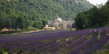 Les cyclistes passeront près de l'abbaye de Sénanque au milieu des lavandes. 