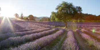 La lavande est en fleur en juillet