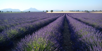 On this cycling tour, you will ride through a magnificent part of Provence