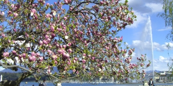 Spring in Geneva with the Jet d'eau in the background