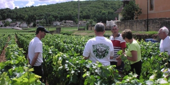 Vous pédalerez à travers des célèbres vignobles de la Bourgogne pendant ce voyage à vélo