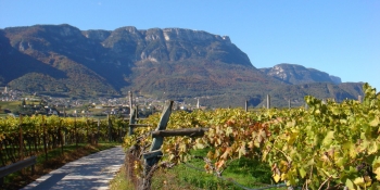 Pendant la balade à vélo vous suivrez des petits chemins à travers des vignobles