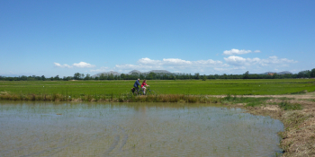 Rouler au bord des champs du riz à Pals