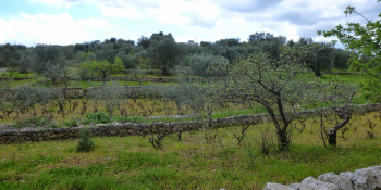 Pendant votre voyage à vélo vous verrez des bosquets d'oliviers, typique des Pouilles