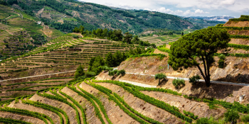 L'itinéraire passe à travers des vignobles de la vallée du Douro