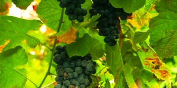 Grapevine for Porto wine