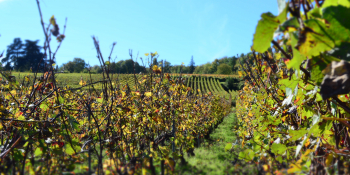 Traverser les vignobles de Champagne à vélo