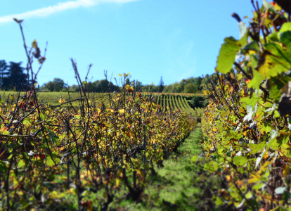 Traverser les vignobles de Champagne à vélo