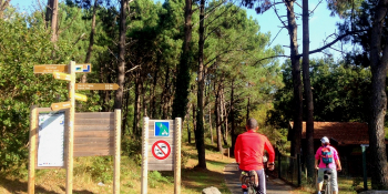 Pédaler entoure des célèbres pins des Landes sur la Velodyssée