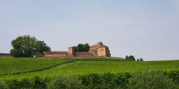 Piedmont biking vineyards