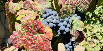 Déguster le vin de Porto lors de vos vacances à vélo