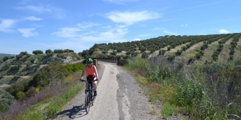 Cyclist riding through scenic olive groves in Andalusia during a self-guided bicycle tour in Spain